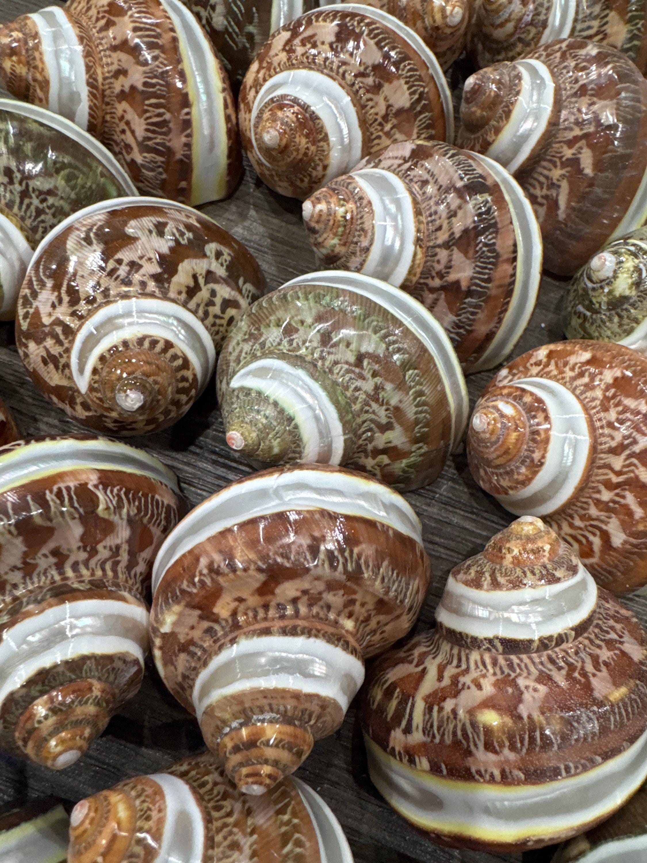 Banded Tapestry Turban Shells | 22.5 with 0.901.29 Opening - (Set of 3)